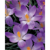 Hectarul - Ladita 2370 bulbi de brandusa vrac TOMMASINIANUS CROCUS Whitewell Purple